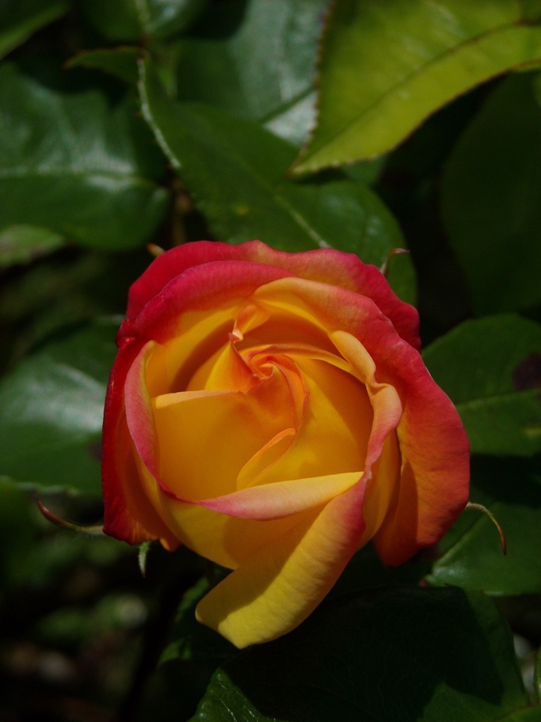 A rose from mum by wenbow
