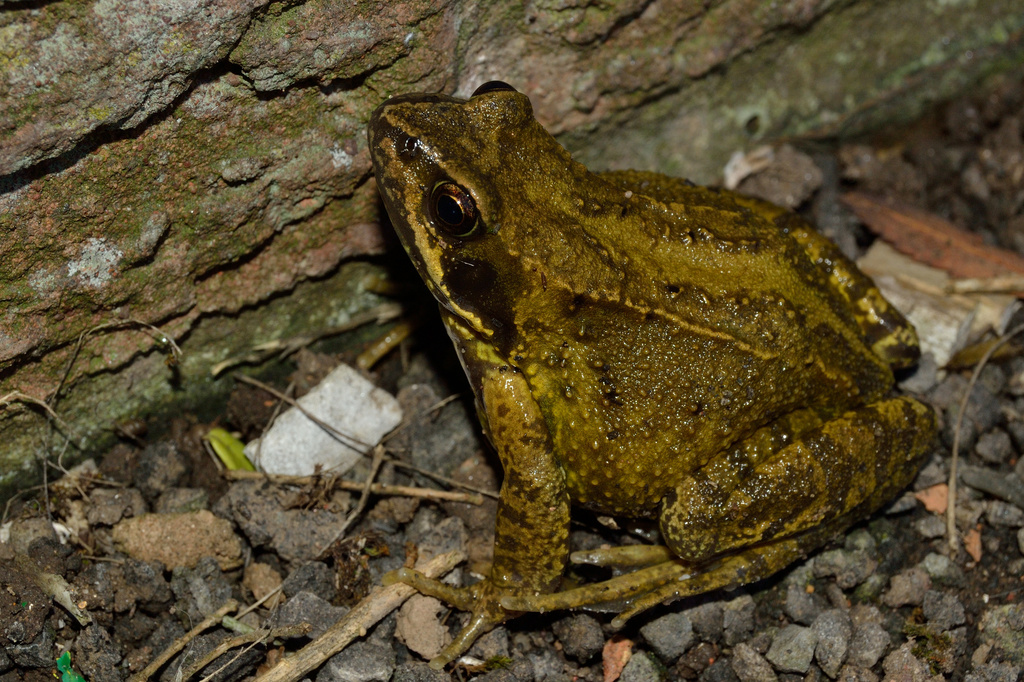 Mr Toad by richardcreese
