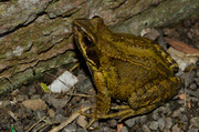 27th Oct 2013 - Mr Toad