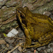 Mr Toad by richardcreese