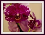 27th Oct 2013 - 27th October 2013 Purple & White Orchid 