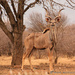 Kudu by leonbuys83