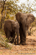 21st Oct 2013 - Elephants at Mapungubwe National Park