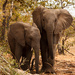 Elephants at Mapungubwe National Park by leonbuys83