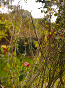 27th Oct 2013 - Solitary rose