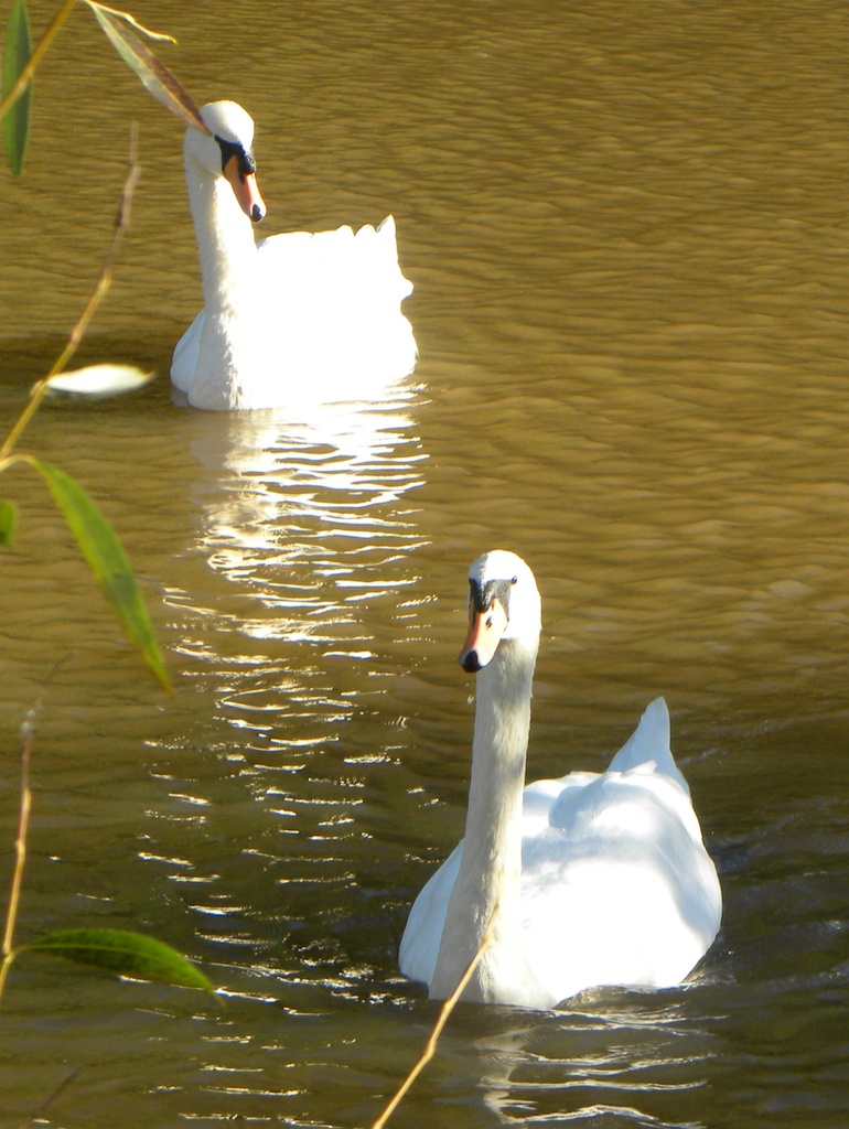Swans  by oldjosh