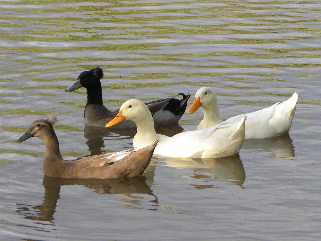 Ducks by oldjosh