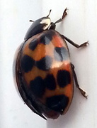 27th Oct 2013 - Ladybug