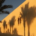Day 300- palm shadows by angelar