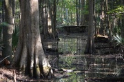 27th Oct 2013 - Cypress swamp, Caw Caw Park Charleston County, SC