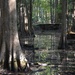 Cypress swamp, Caw Caw Park Charleston County, SC by congaree