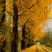 Golden Road to the Winery  by jgpittenger