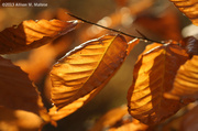 27th Oct 2013 - Beech Leaves 1