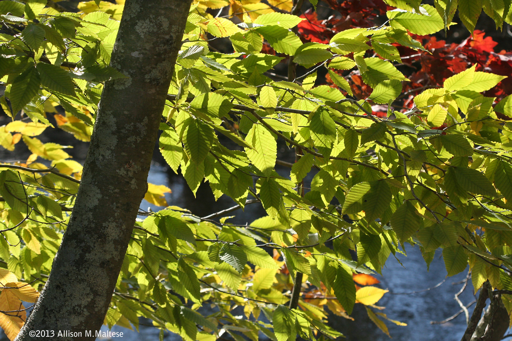 Beech Tree 2 by falcon11