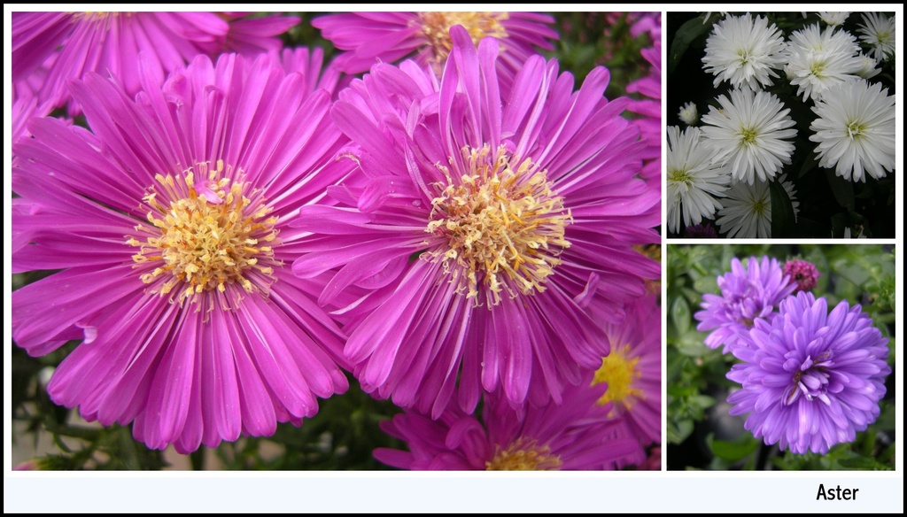 Asters . by pyrrhula