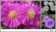 27th Oct 2013 - Asters .
