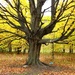 The Swinging Tree; The Climbing Tree by juliedduncan