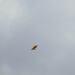 Wind surfer by homeschoolmom