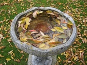 25th Oct 2013 - Leaves floating on the bird bath