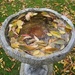 Leaves floating on the bird bath by foxes37