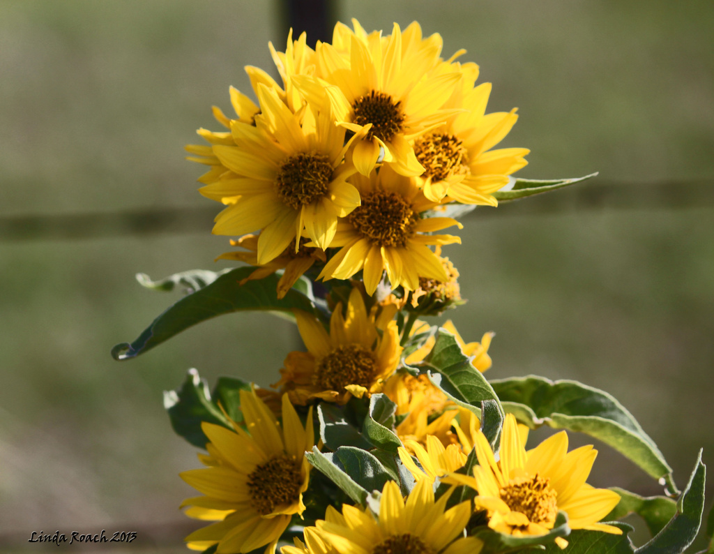 Sunflower Cluster  by grannysue