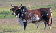 27th Oct 2013 - Brahma Bull 