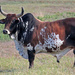 Brahma Bull  by grannysue