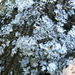 Lichen by onewing