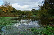 27th Oct 2013 - BY THE POND 
