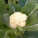 Cauliflower by oldjosh