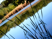 28th Oct 2013 - Through the Reeds