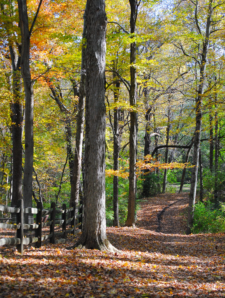 Autumn Woodland Path by alophoto