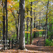 Autumn Woodland Path by alophoto