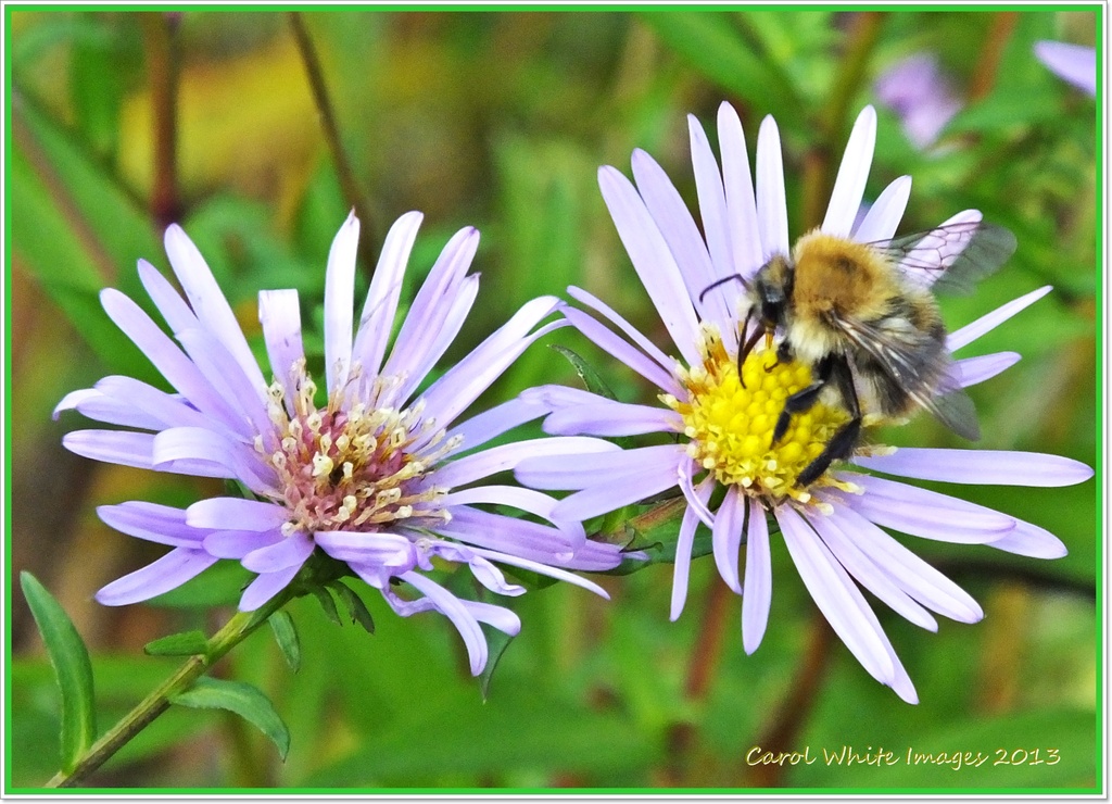 Bee and Michaelmas Daisies by carolmw
