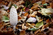27th Oct 2013 - Shaggy Mane Mushroom