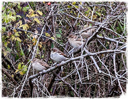 28th Oct 2013 - Stealth Sparrows