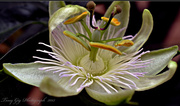 28th Oct 2013 - Passion Flower