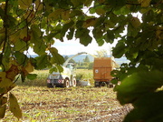 28th Oct 2013 - A glimpse through the hedge....