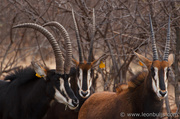 22nd Oct 2013 - Sable Antelope