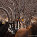 Sable Antelope by leonbuys83