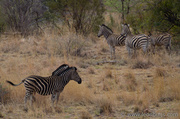 23rd Oct 2013 - Zebra