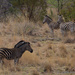 Zebra by leonbuys83