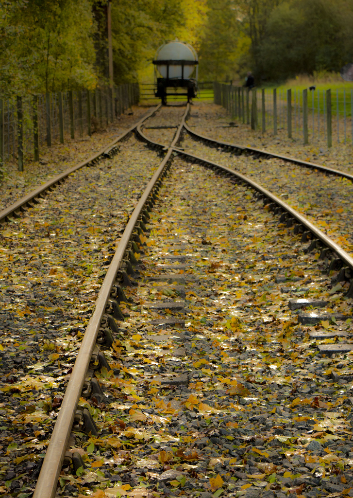 Leaves on the Line....... by shepherdmanswife
