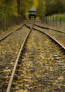 27th Oct 2013 - Leaves on the Line.......