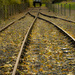 Leaves on the Line....... by shepherdmanswife