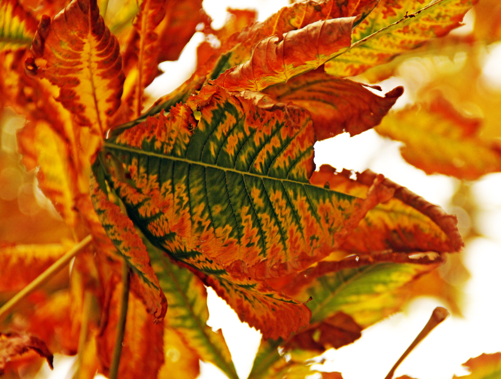 Autumnal Leaf by hjbenson