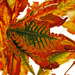Autumnal Leaf by hjbenson