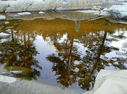 17th Oct 2013 - Puddle Pines