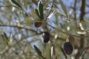 28th Oct 2013 - nos olives