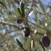 nos olives by louloubou